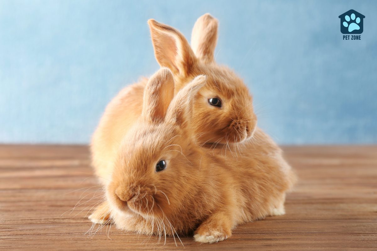 two bunnies on a wooden floor