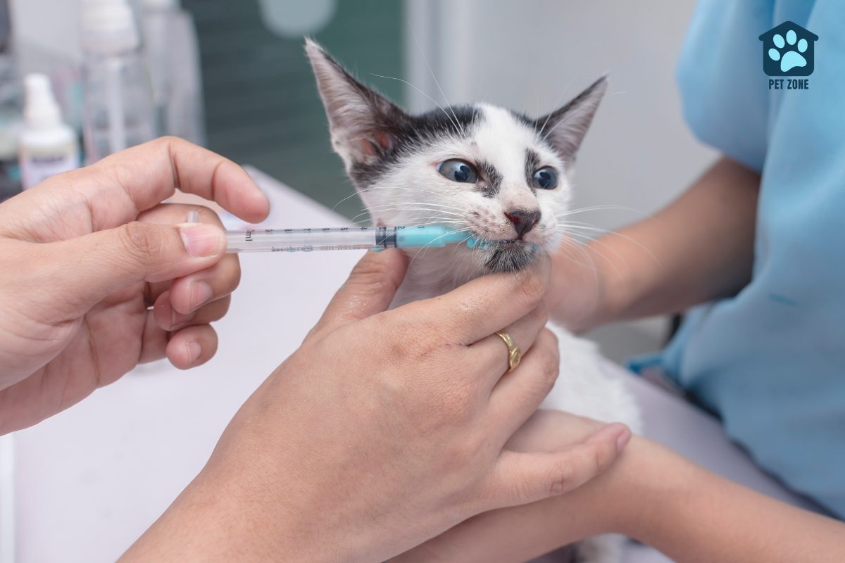 vet administering deworming liquid to cat