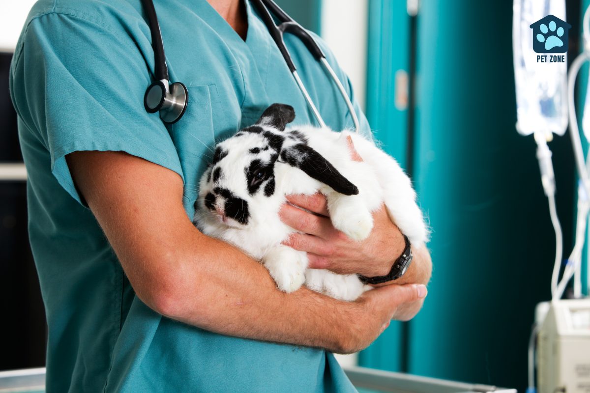 vet holding rabbit
