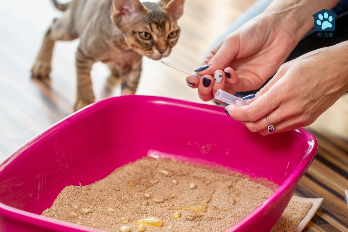 woman collecting cat urine from litter box