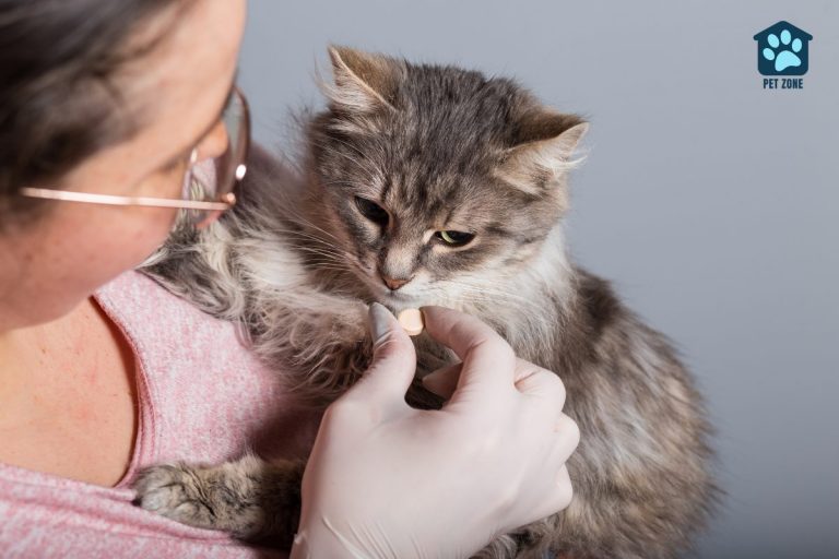 What to Expect After Deworming Your Cat