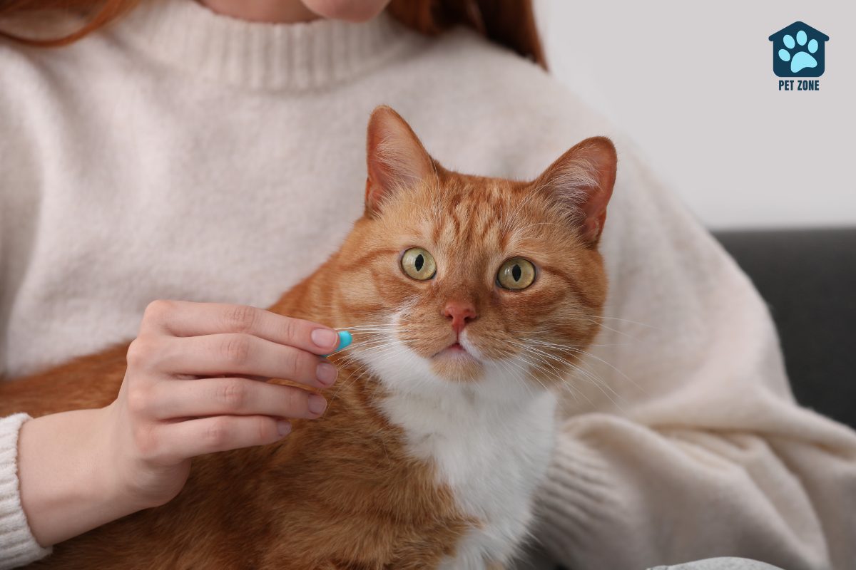 woman holding pill in front of cats mouth