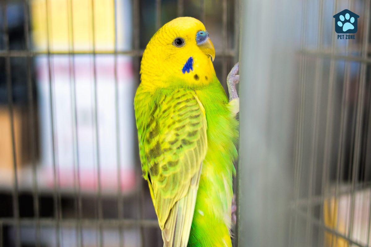 yellow green budgie in cage