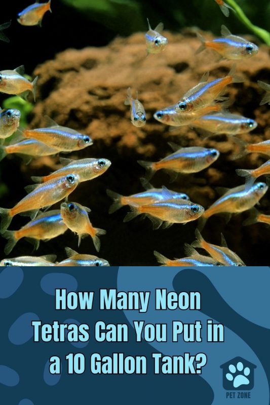 How Many Neon Tetras Can You Put in a 10 Gallon Tank?