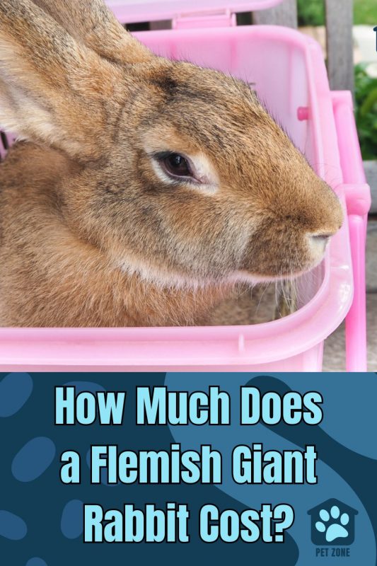 How Much Does a Flemish Giant Rabbit Cost?
