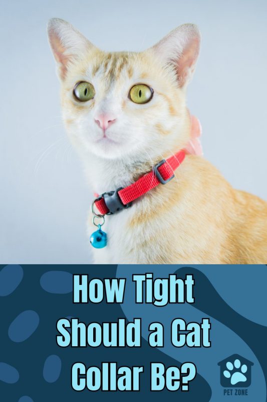 How Tight Should a Cat Collar Be?