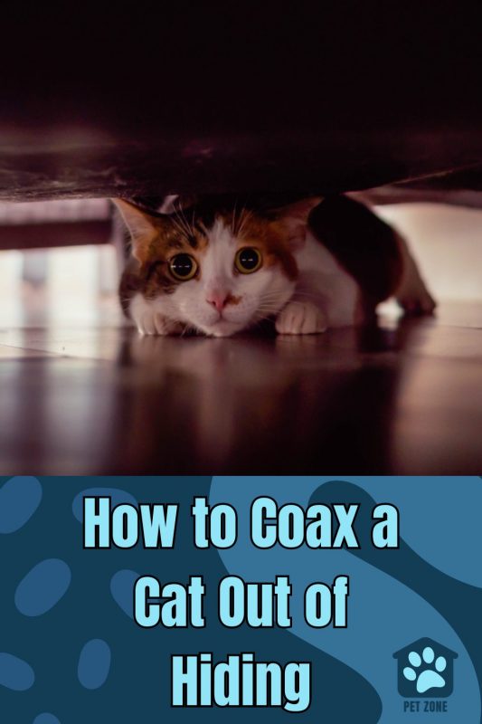 How to Coax a Cat Out of Hiding