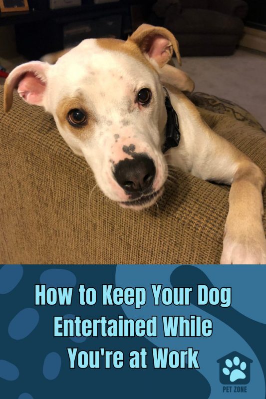 How to Keep Your Dog Entertained While You\'re at Work