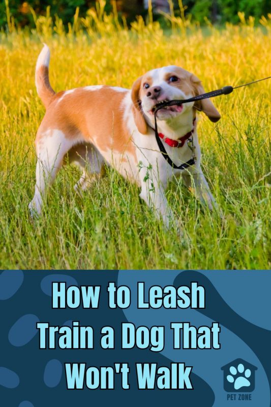 How to Leash Train a Dog That Won\'t Walk