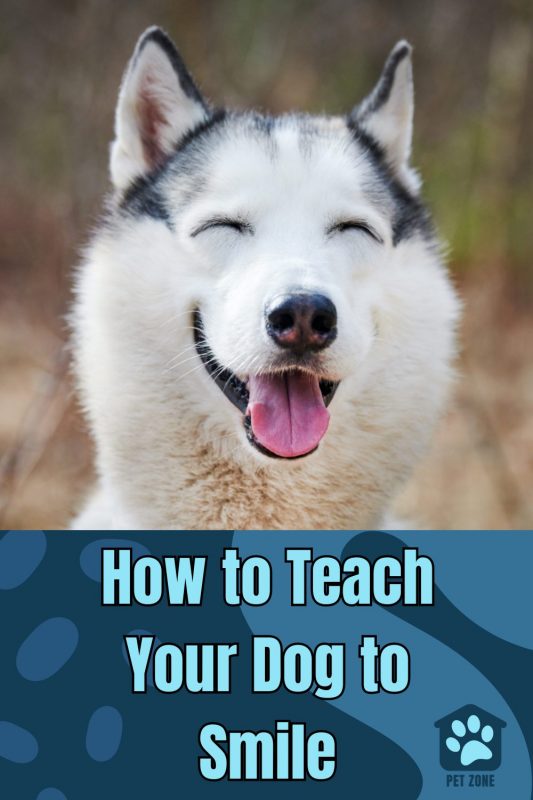 How to Teach Your Dog to Smile