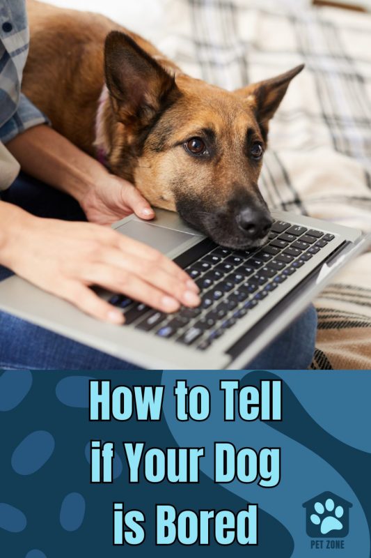 How to Tell if Your Dog is Bored