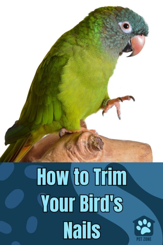 How to Trim Your Bird\'s Nails