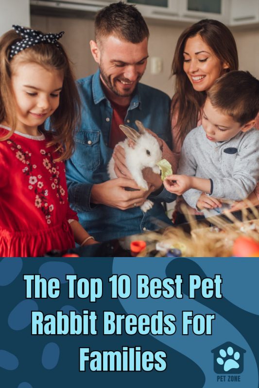 The Top 10 Best Pet Rabbit Breeds For Families