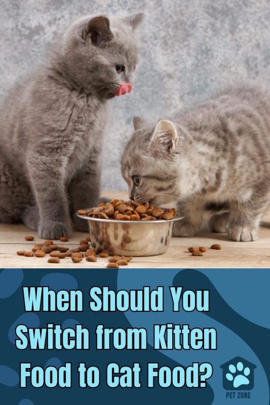 When Should You Switch from Kitten Food to Cat Food?