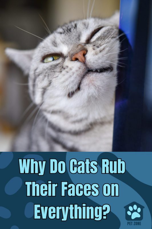 Why Do Cats Rub Their Faces on Everything?
