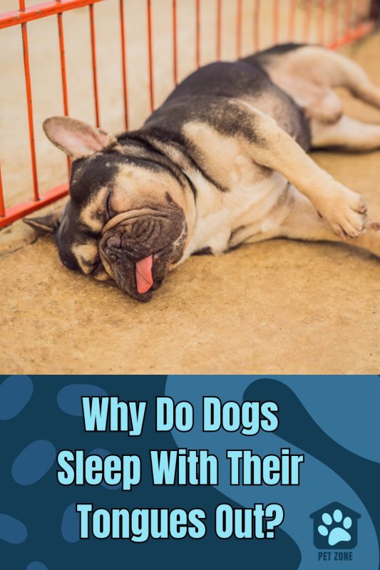 Why Do Dogs Sleep With Their Tongues Out?