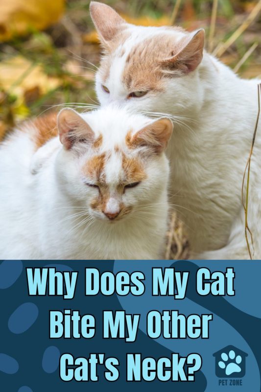 Why Does My Cat Bite My Other Cat\'s Neck?