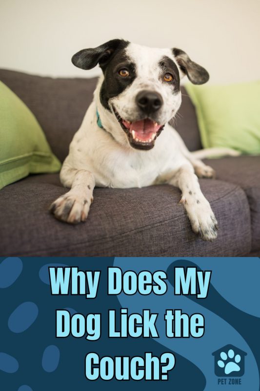 Why Does My Dog Lick the Couch?