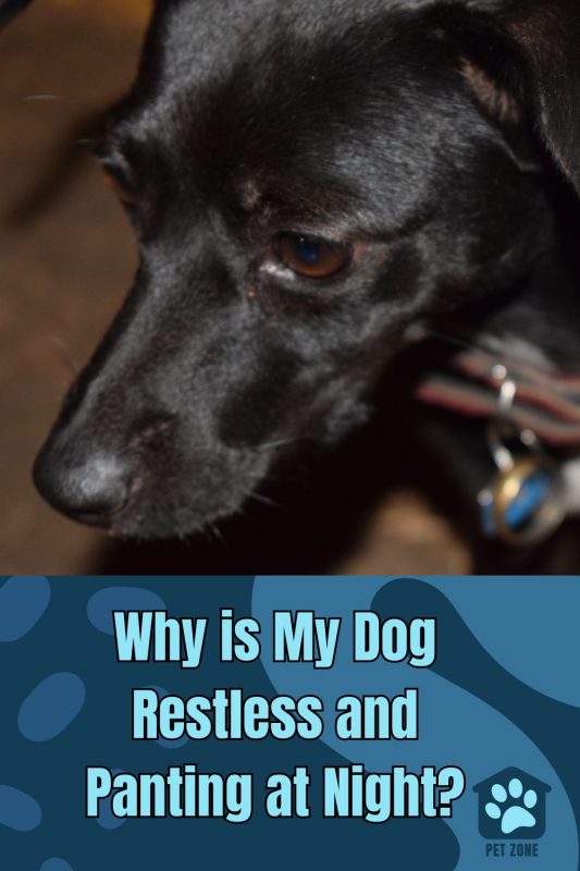 Why is My Dog Restless and Panting at Night?
