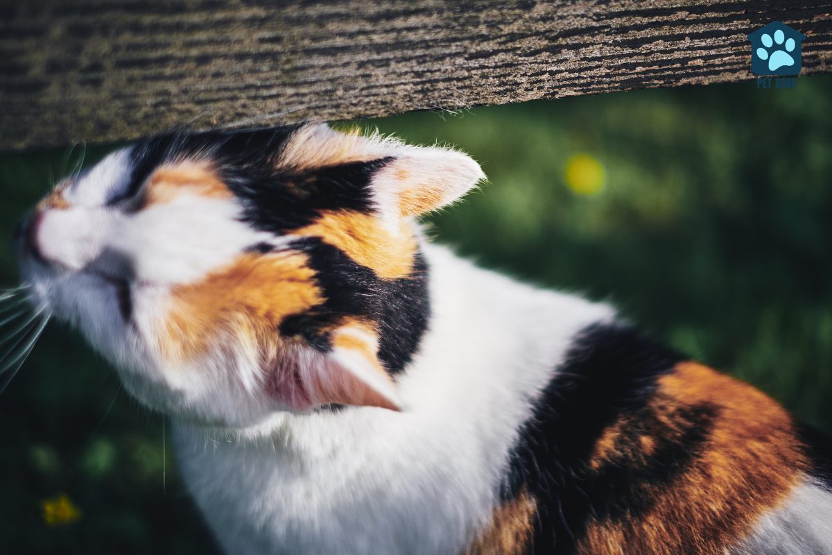 calico cat rubbing face against fence