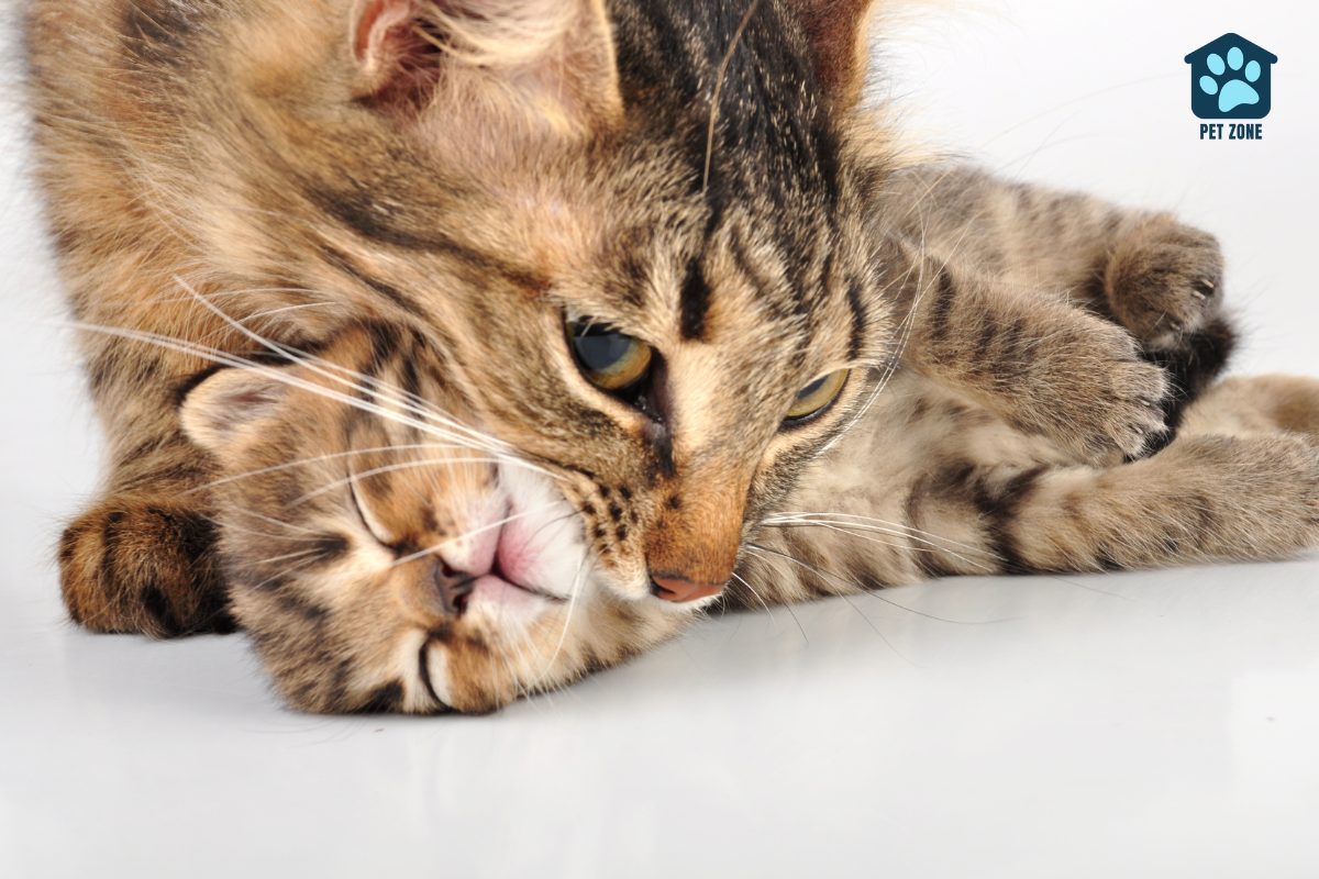 cat biting her kittens neck