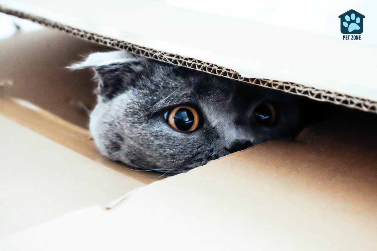 cat hiding in a cardboard box