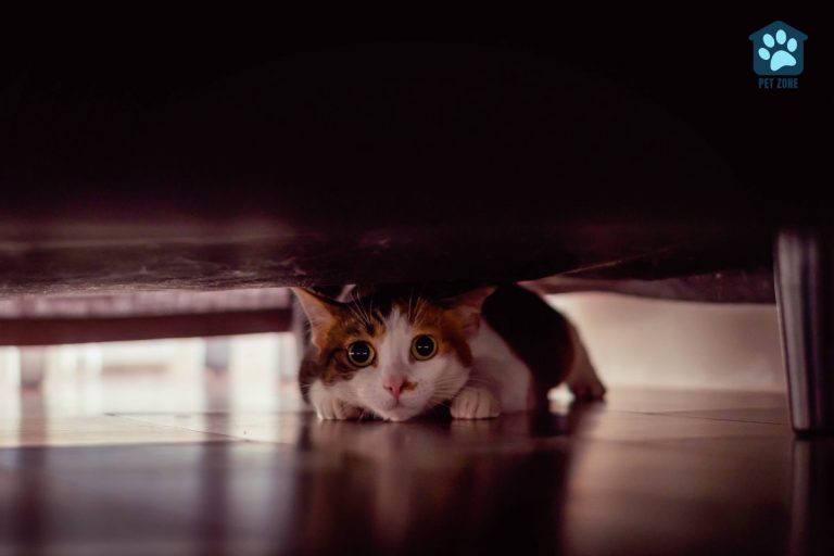 How to Coax a Cat Out of Hiding