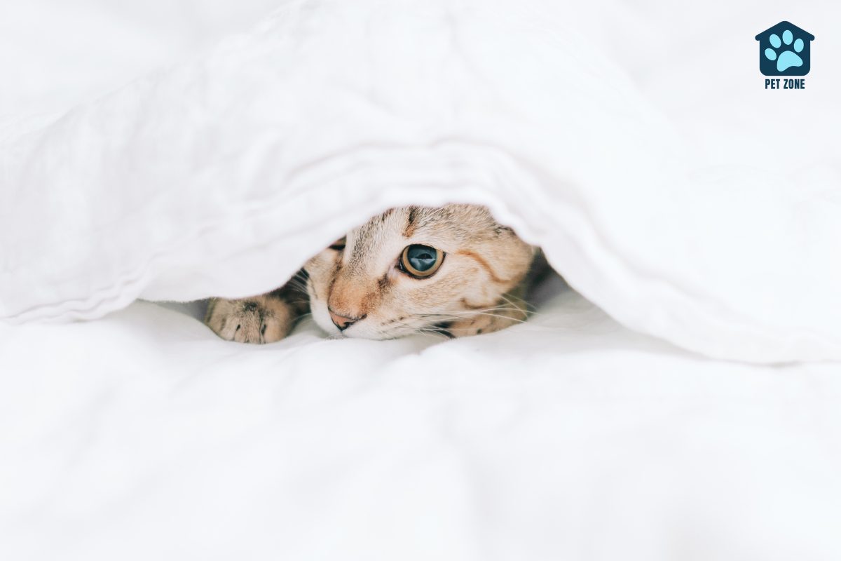 cat hiding under white blanket