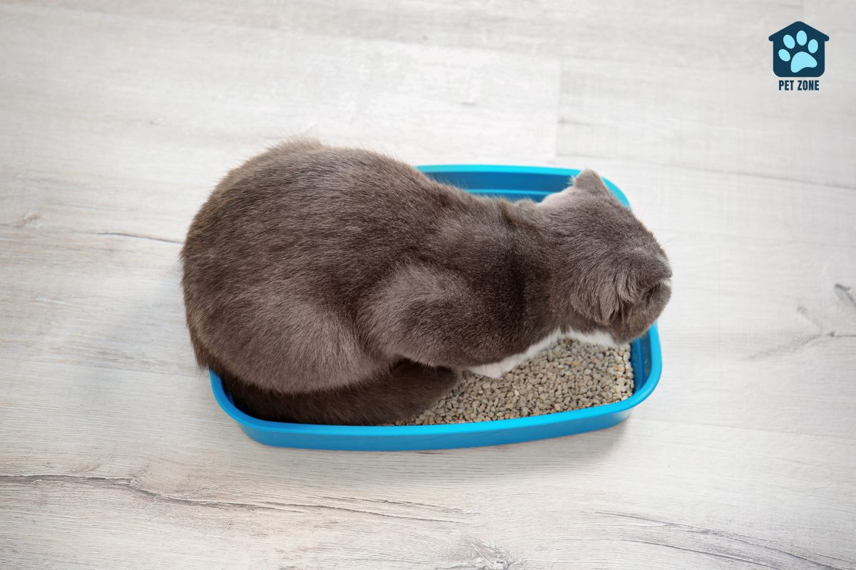 cat hunched in small litter box