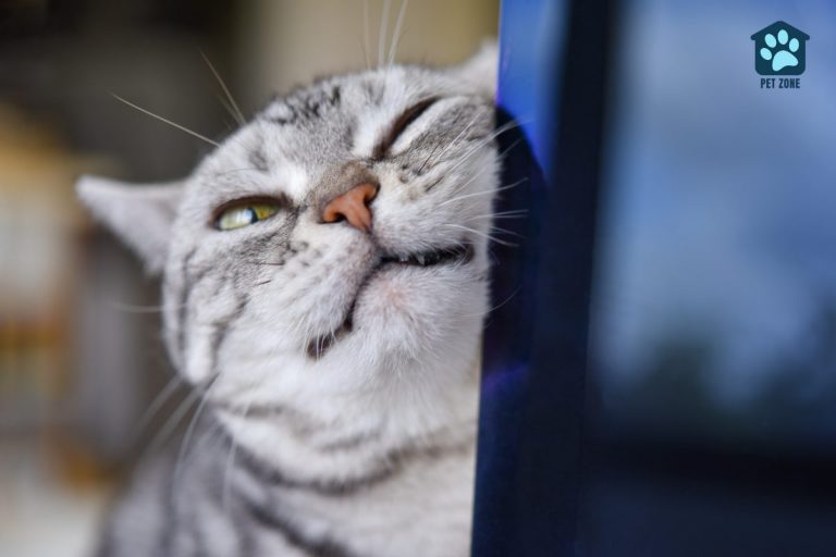 Why Do Cats Rub Their Faces on Everything?