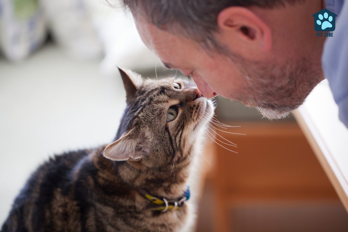 cat sniffing owners nose