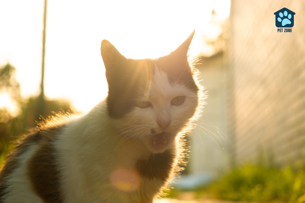 cat standing in the sun panting