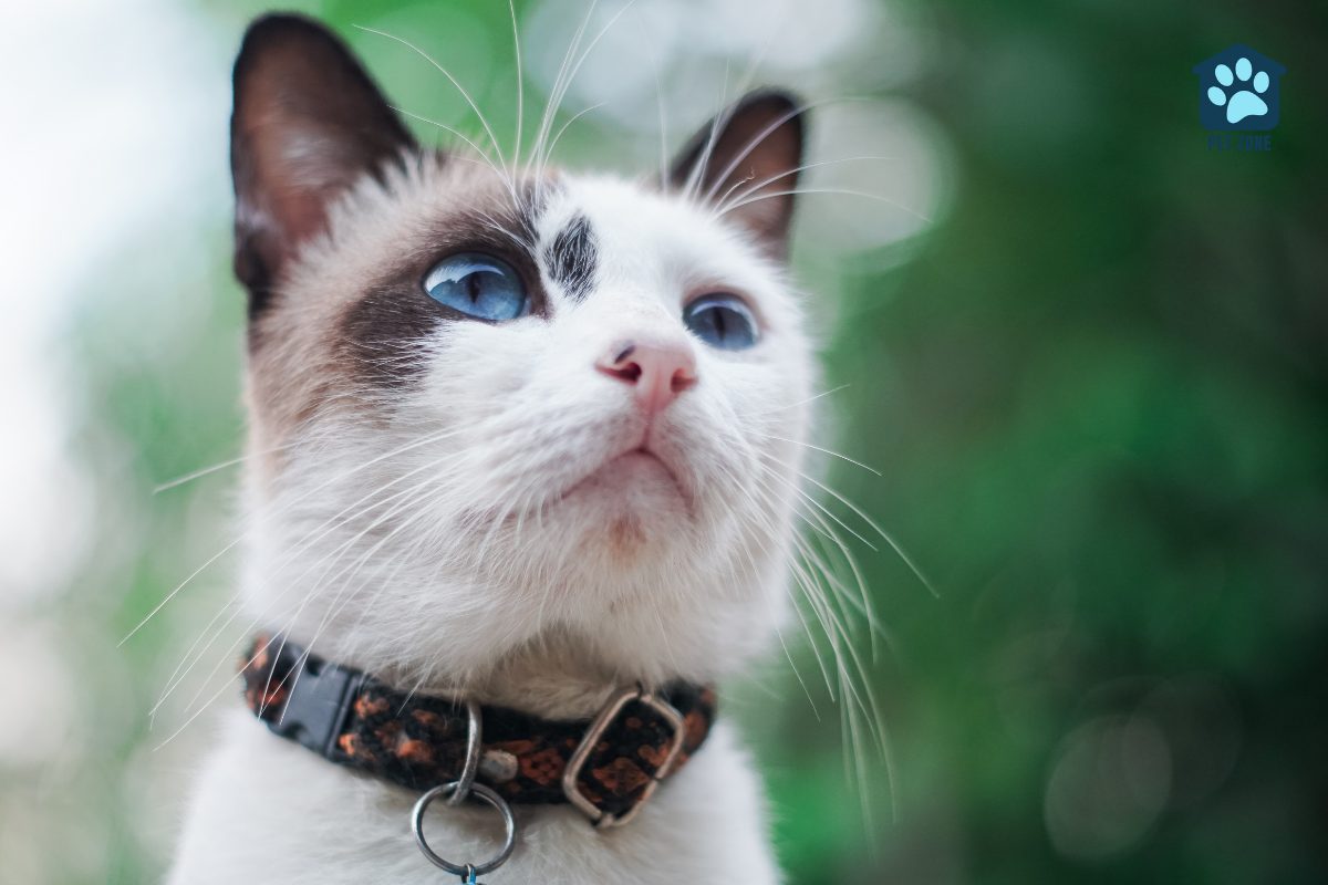 cat wearing collar with identification tag outside
