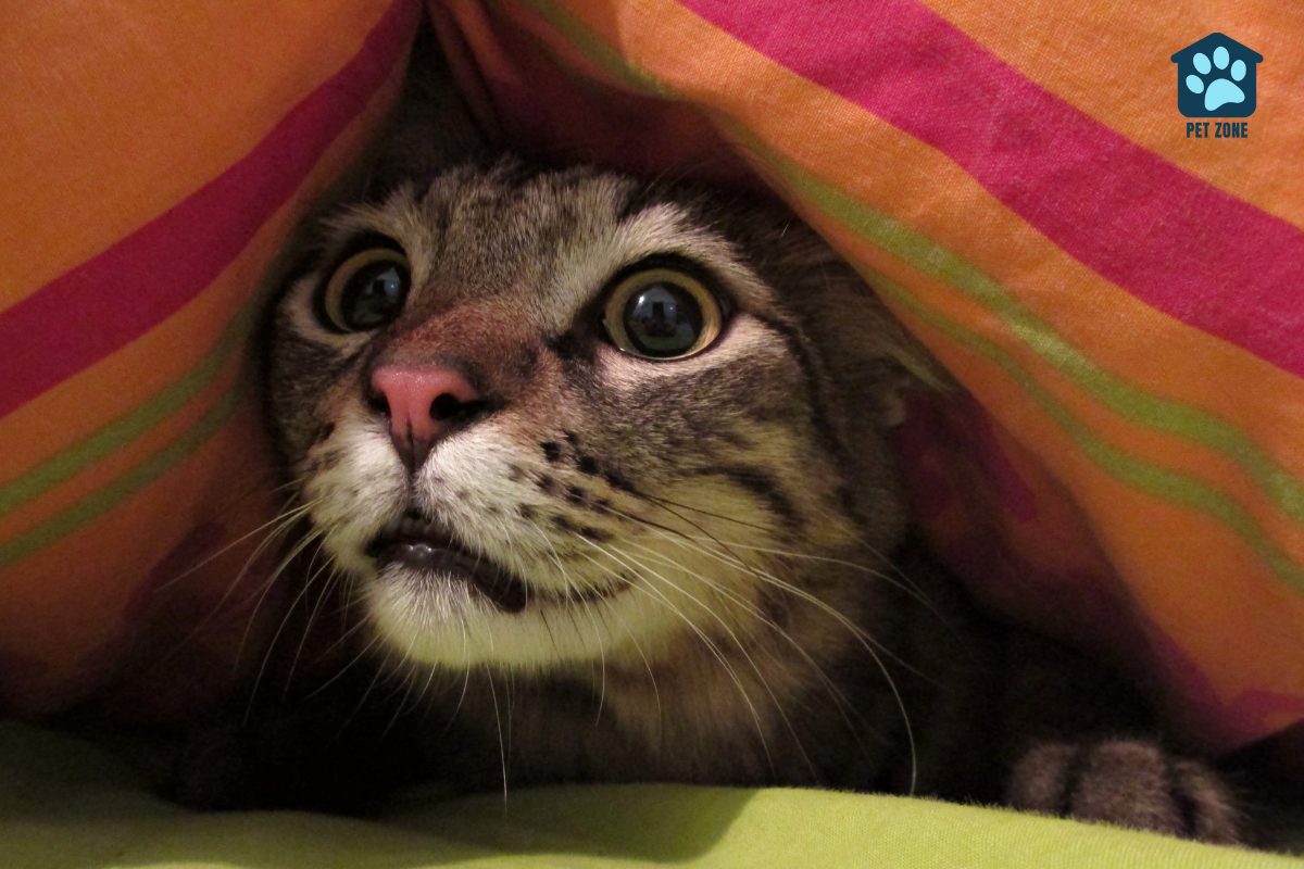 cat with wide eyes hiding under pillow