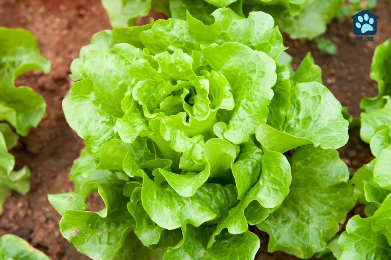 closeup head of lettuce