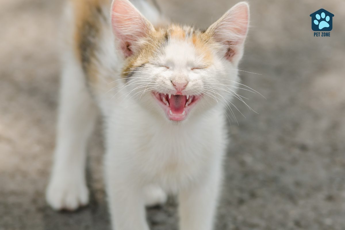 cute kitten meowing and showing teeth