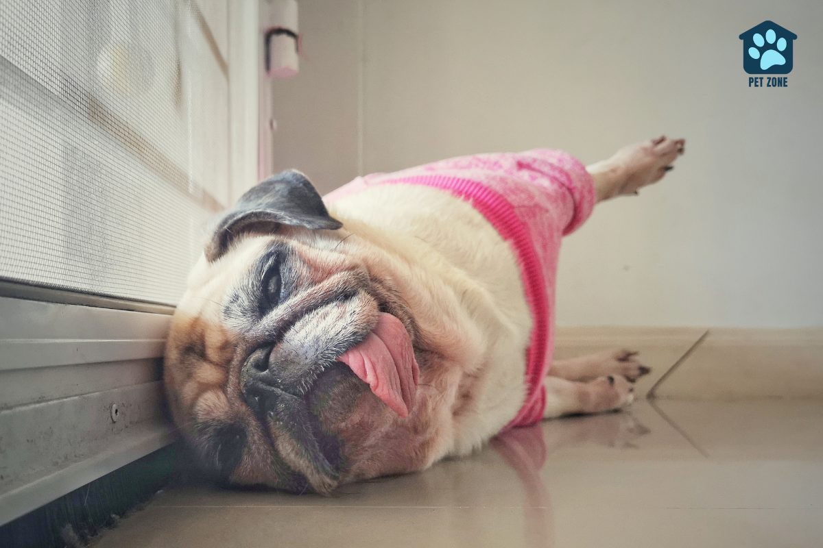 cute pug resting with tongue out
