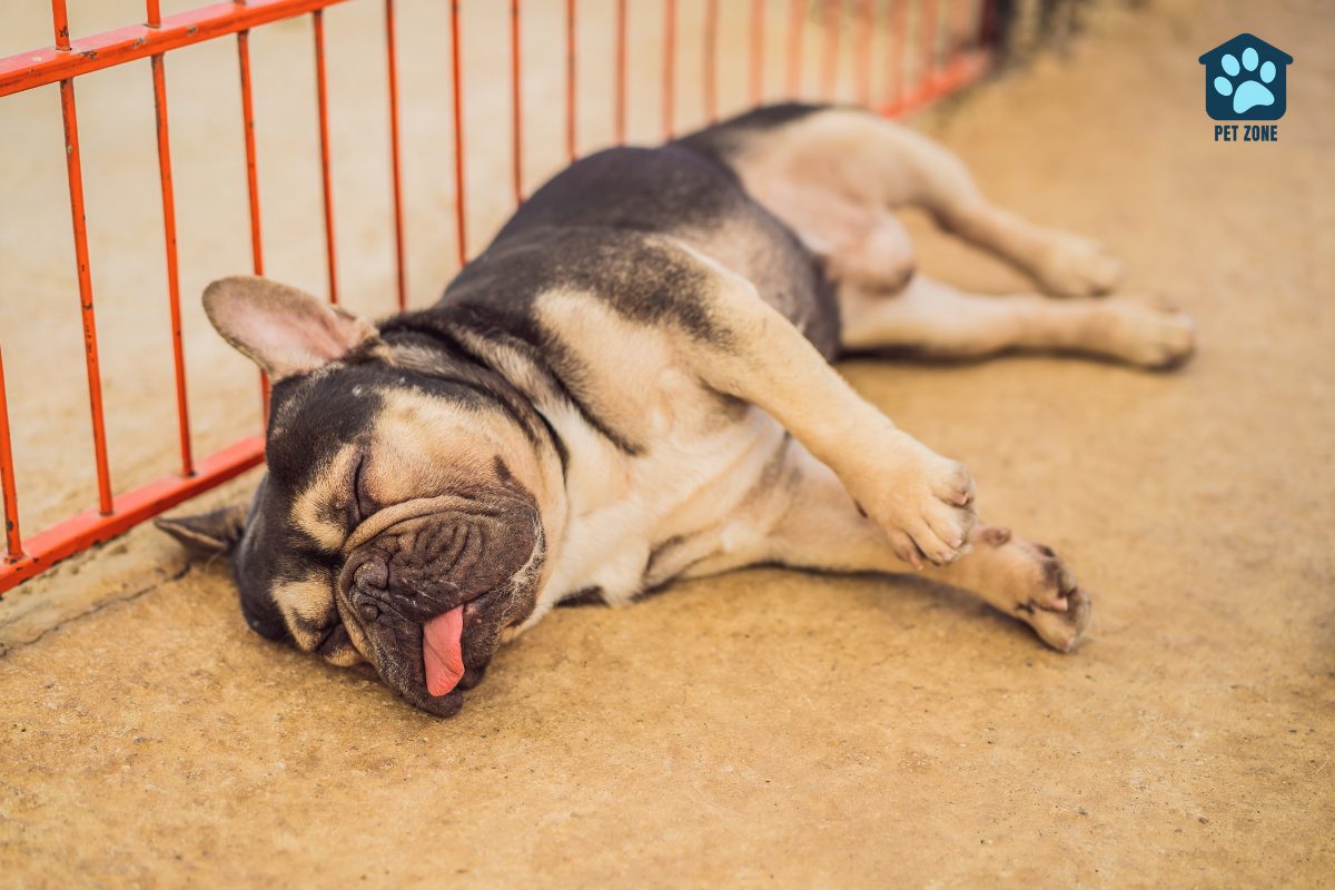 dog asleep with tongue hanging out