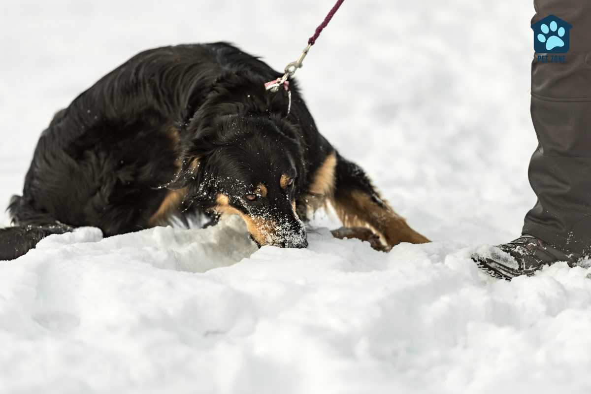 dog in snow refusing to walk
