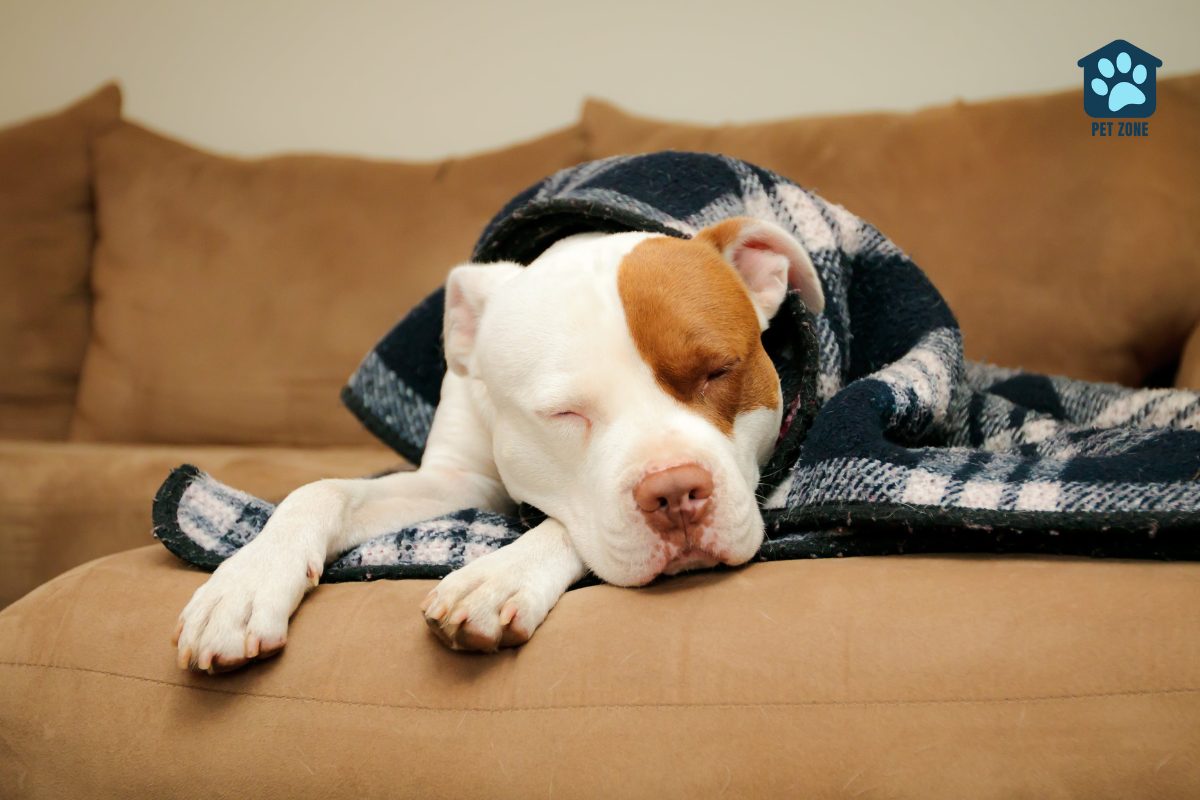 dog with blanket asleep on couch