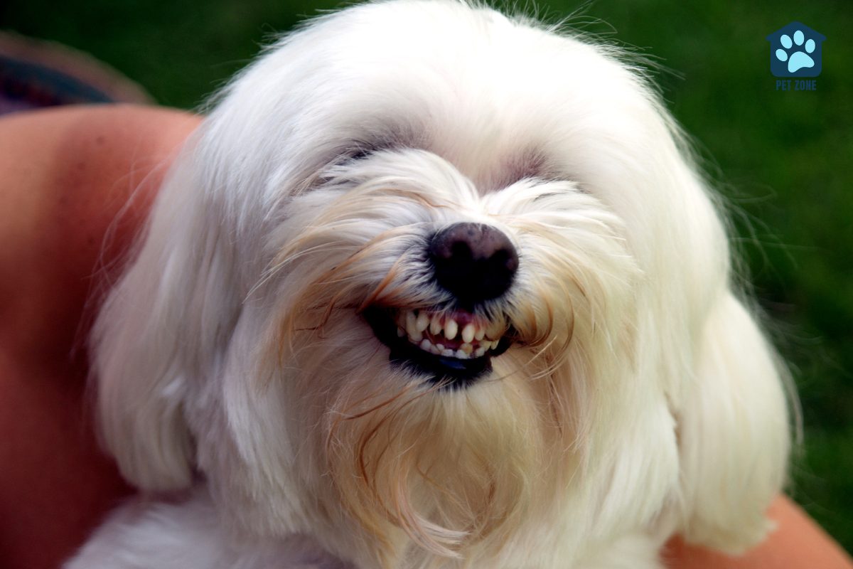 dog with toothy smile