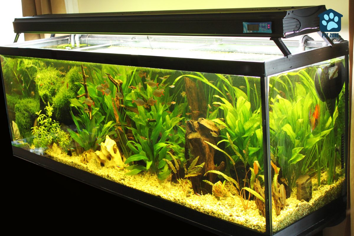 fish tank filled with plants