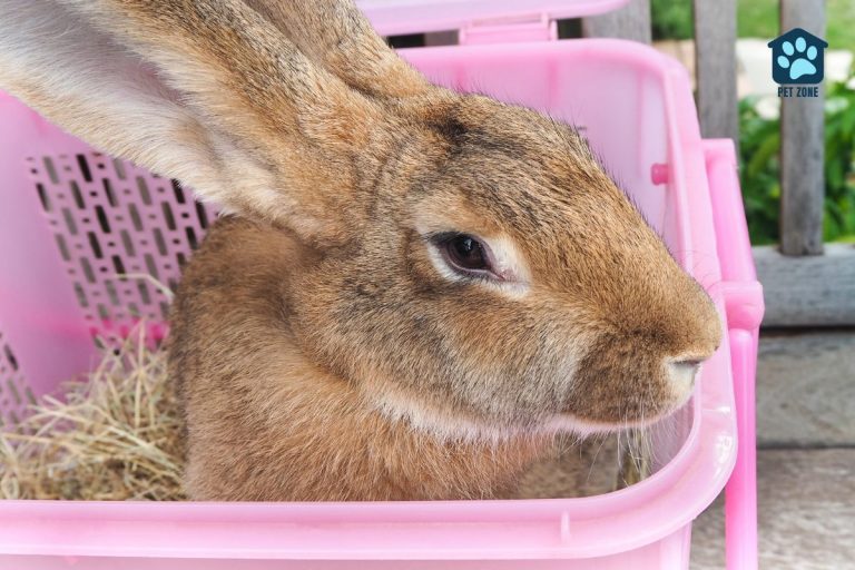 flemish giant rabbit in pink basket