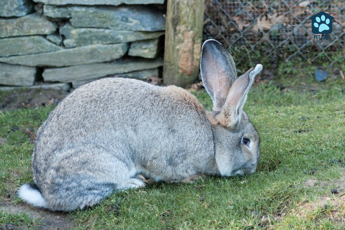 flemish giant rabbit outdoors
