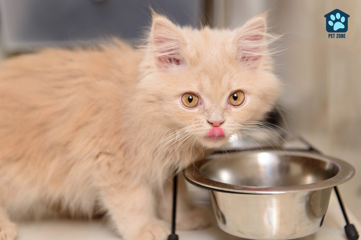fluffy kitten eating from bowl
