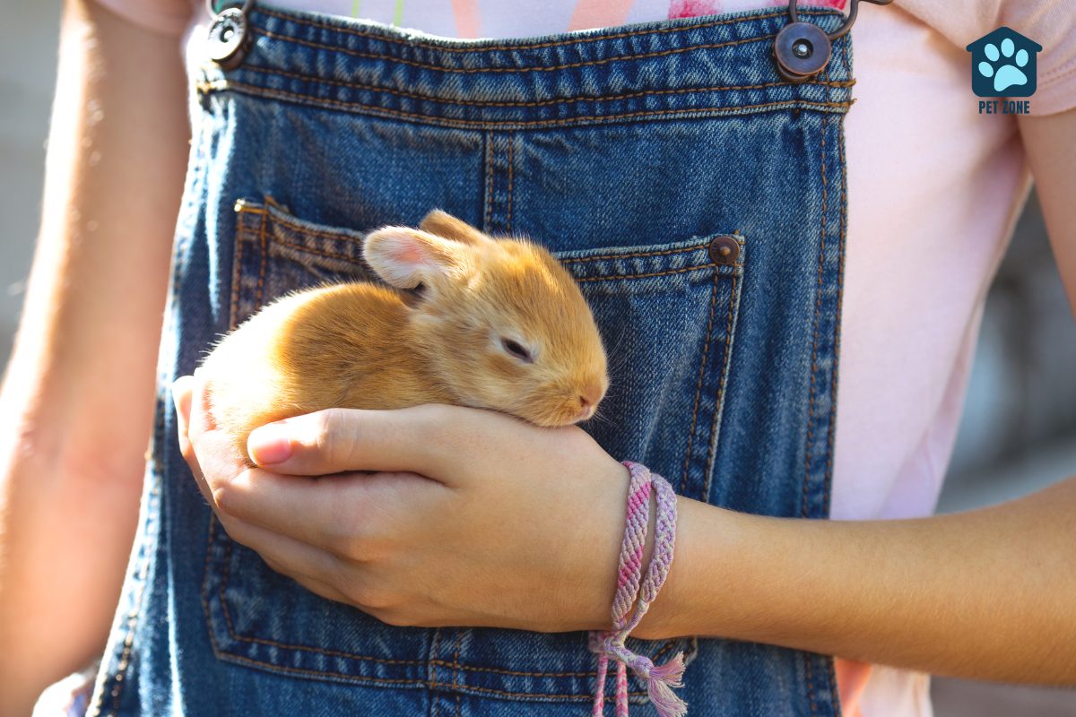 girl dressed in overalls holding baby bunny