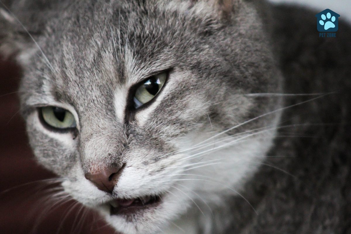 gray tabby cat panting