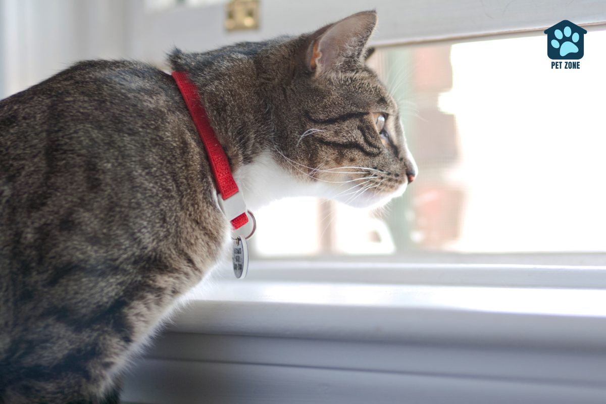gray tabby cat with collar staring out the window