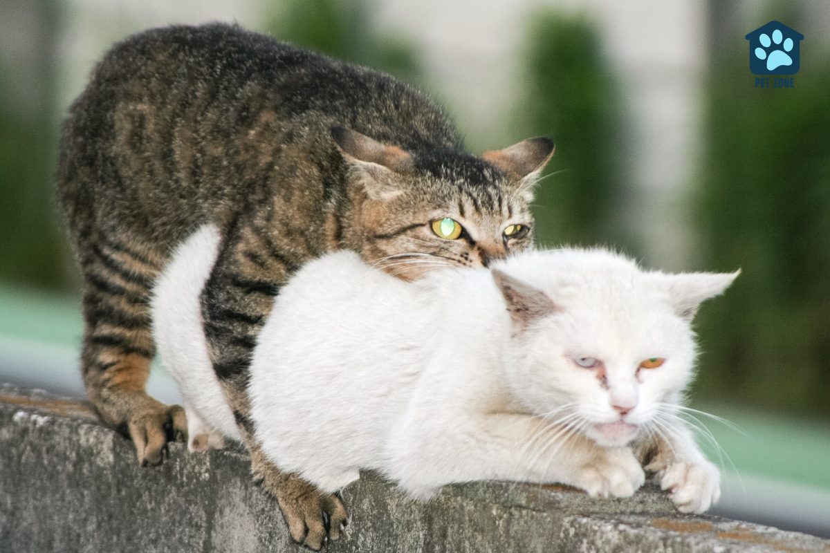 gray tabby male cat mating with white female cat