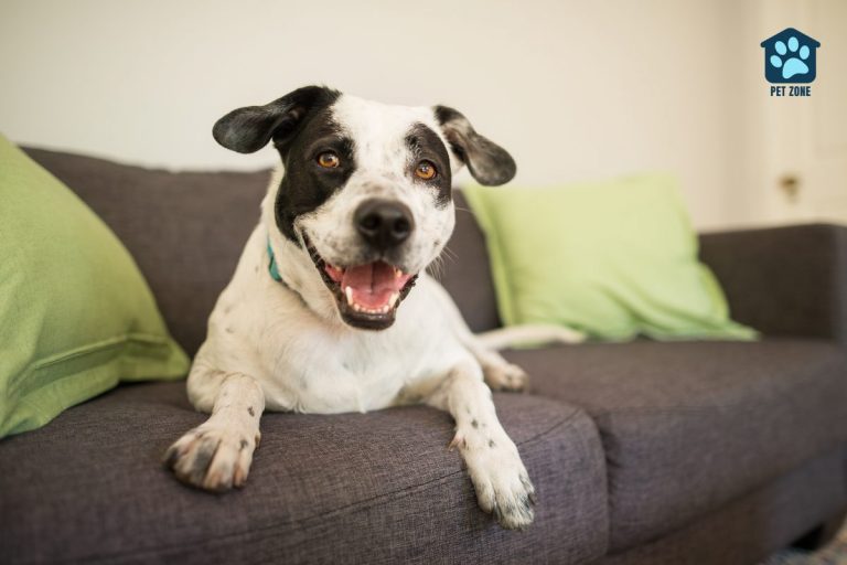 happy dog sitting on couch